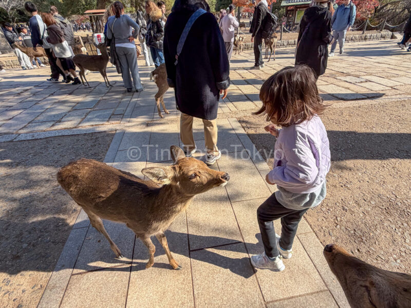 A child at Todaiji in Nara