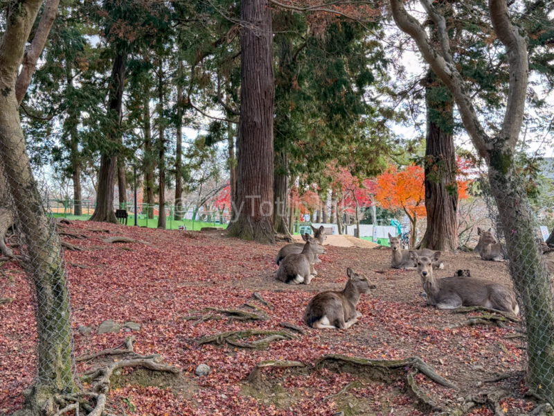 deer in nara