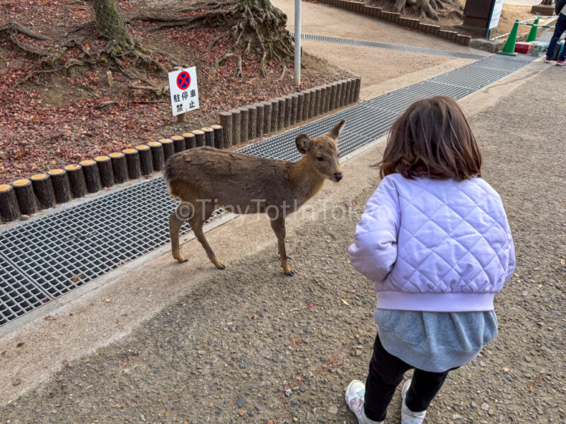 a child bowing to a baby deer in nara