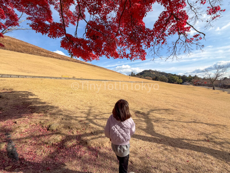 a child at mount wakakusa in Nara