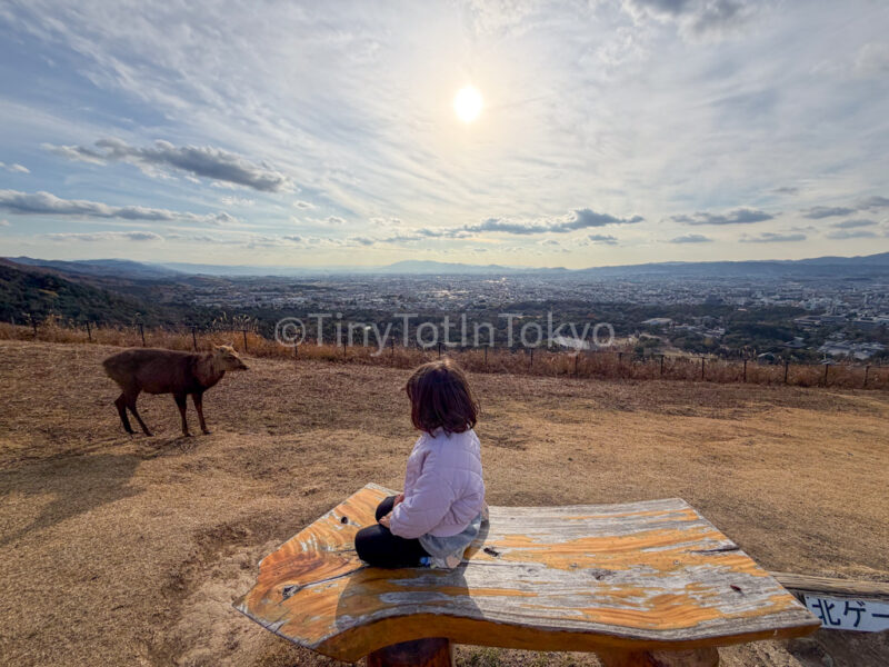 a child with deer at mount wakakusa in nara