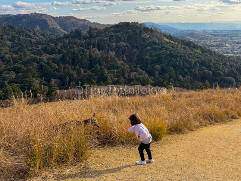 view from mount wakakusa's second peak with a child and a deer