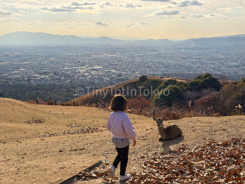 a child with a deer at Mount Wakakusa in Nara