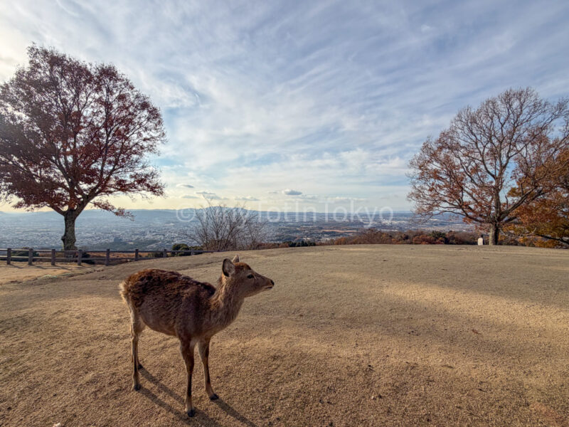 deer at mount wakakusa in nara