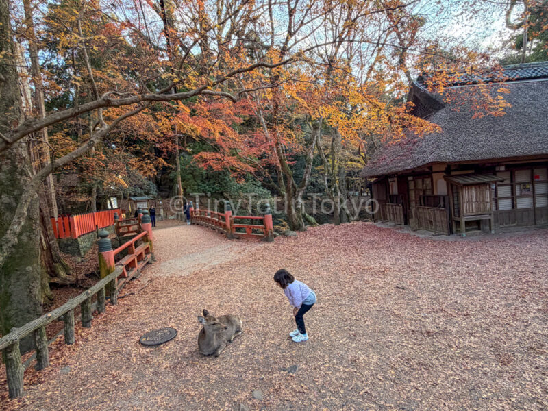 a child at Kasuga Taisha in Nara