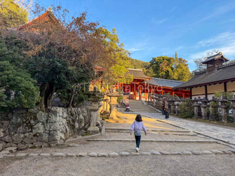 a child at Kasuga Taisha in nara