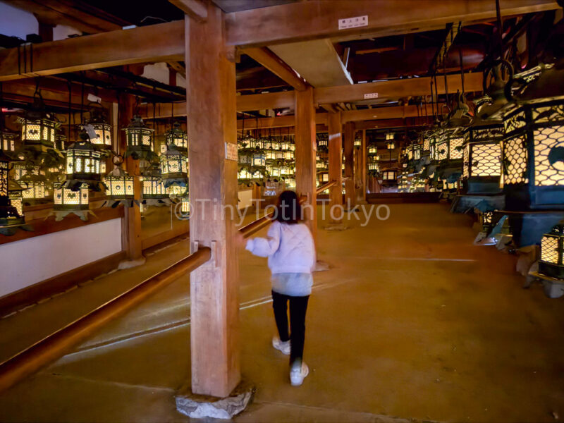 a child in the lantern section of Kasuga Taisha in nara