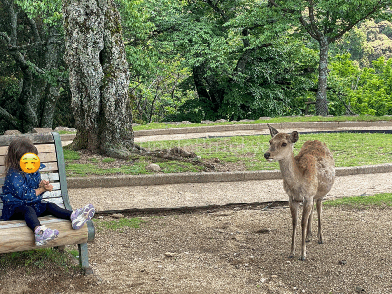 a toddler with deer in nara