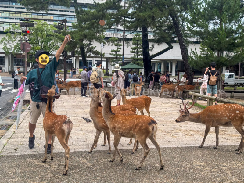 a man getting swarmed by deer in nara