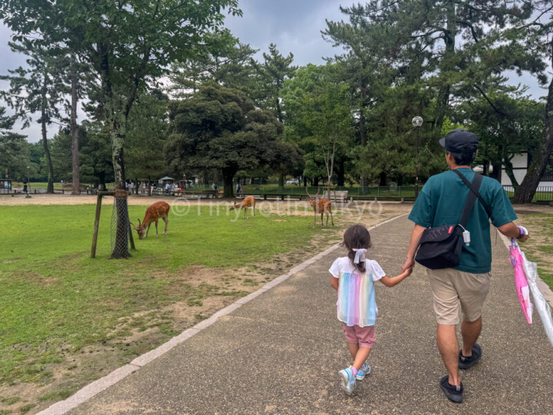 a family seeing deer in Nara