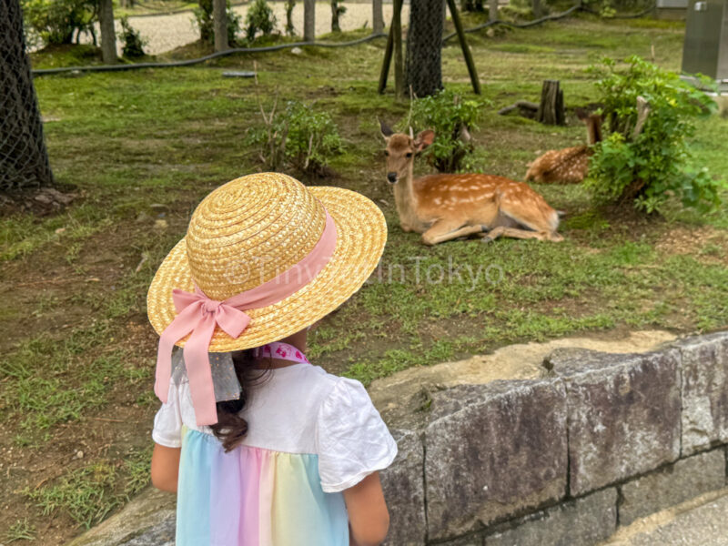 a child and deer in Nara