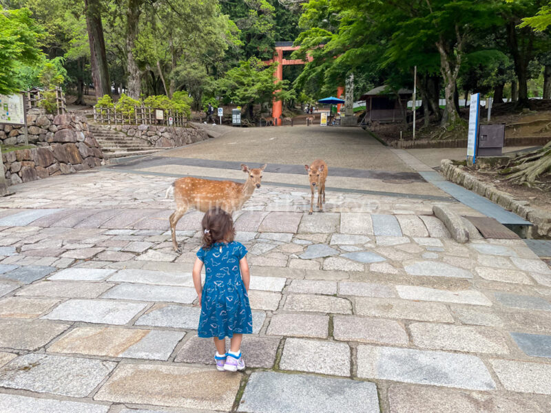 a child with deer in Nara