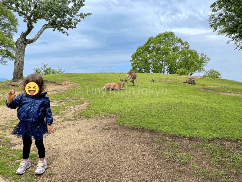 a toddler at wakakusayama in nara