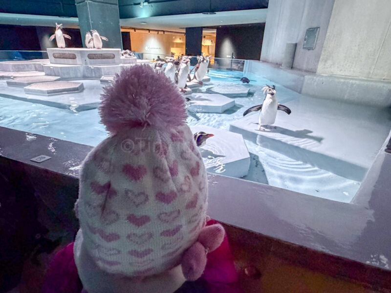 a child looking at penguins at aoao aquarium in sapporo