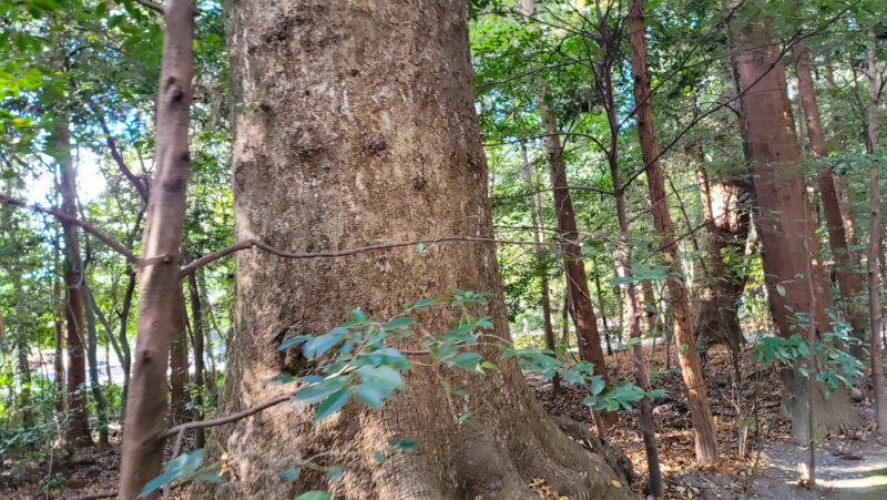 large trees at ise jingu in mie
