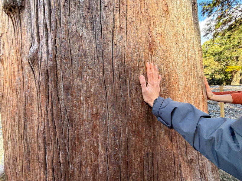 getting power from trees at ise jingu