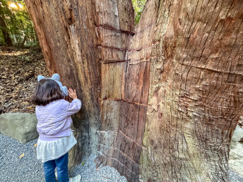 a child hugging a tree at ise jingu