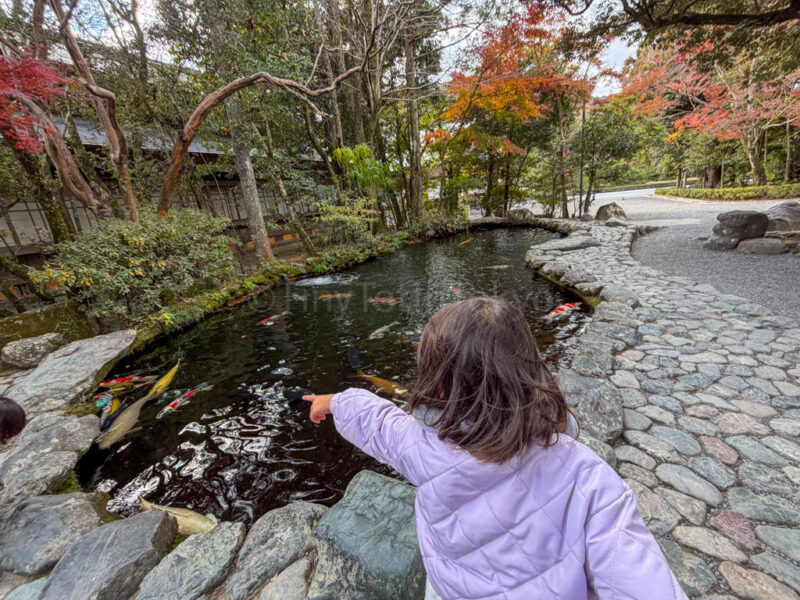 a child pointing at carp at ise jingu
