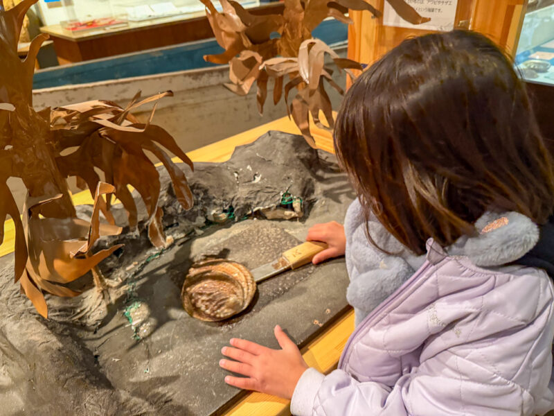 a child shucking a fake oyster at Toba Sea Folk Museum