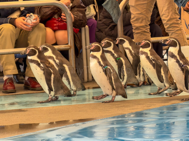 penguins at Toba Aquarium