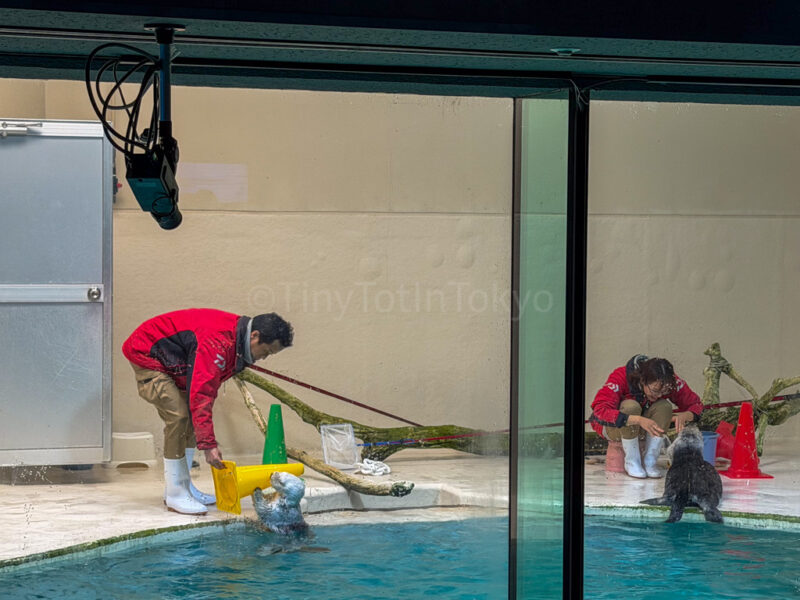 sea otters at Toba Aquarium