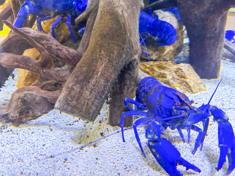 blue lobsters at Toba Aquarium