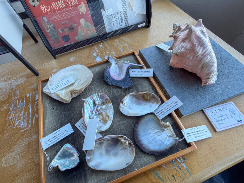 seashells at Mikimoto Pearl Island