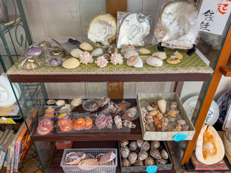 seashells for sale in ago bay