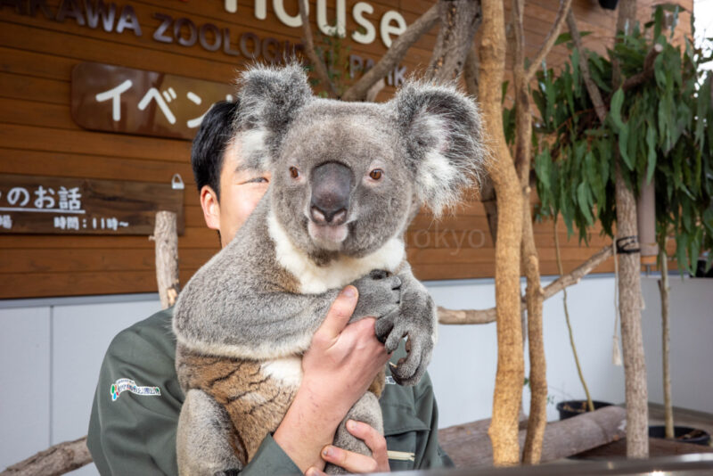 koalas at hirakawa zoo in kagoshima