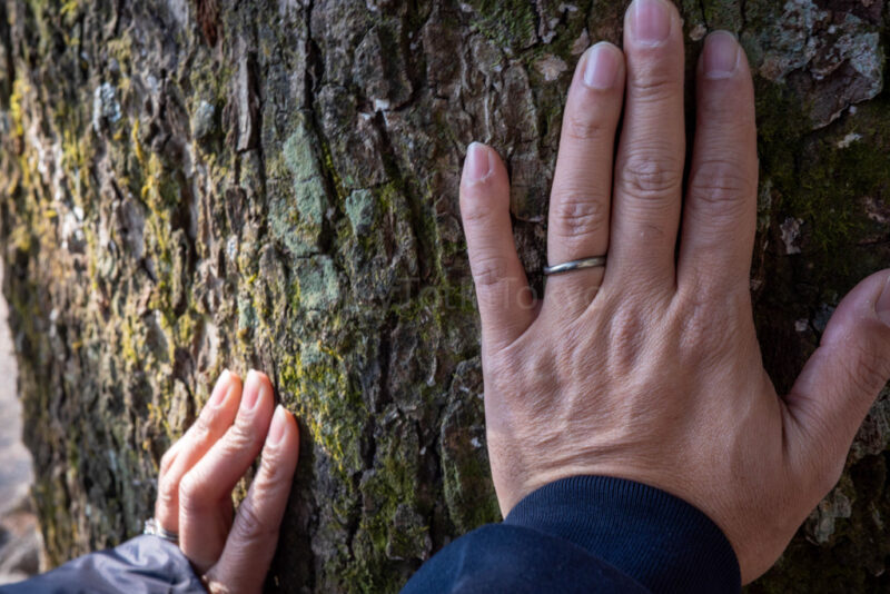 cedar tree at kirishima shrine