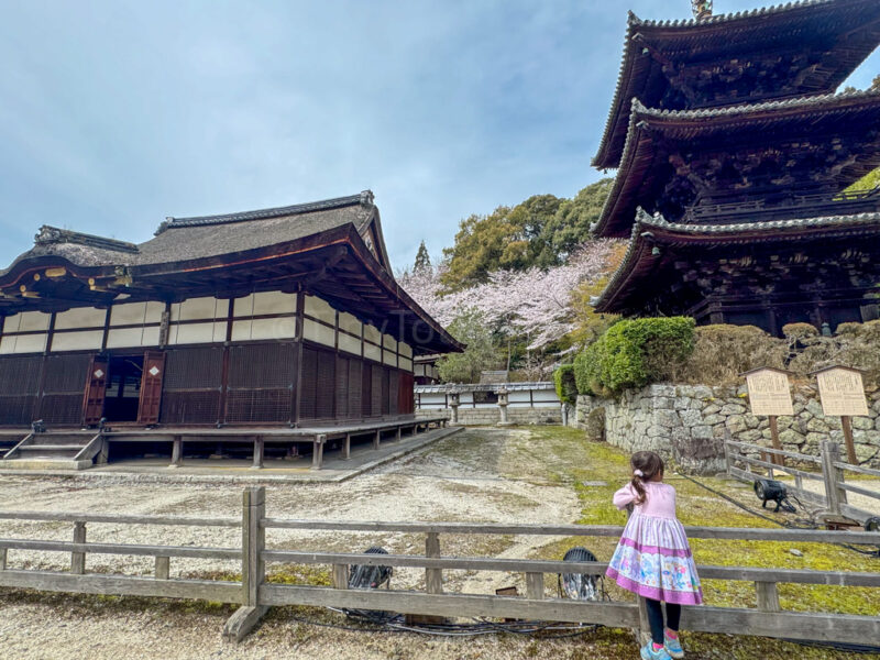 a child at miidera in shiga 