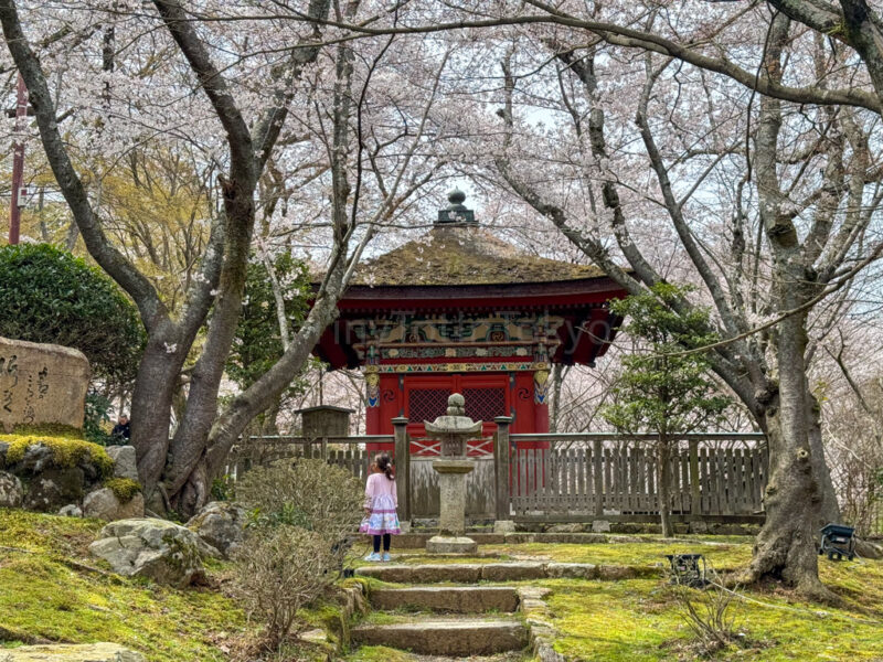 a child at miidera in shiga in spring 