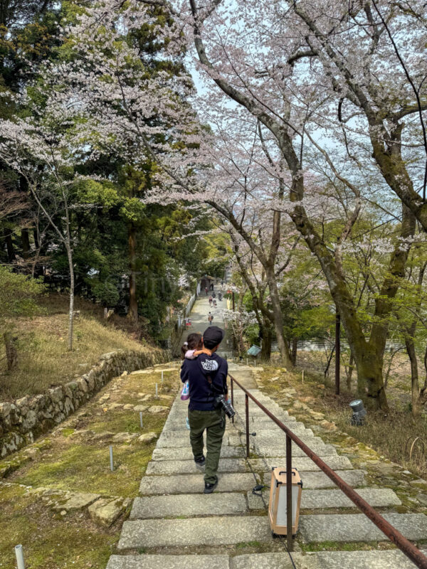 Father carrying a child up steps at Miidera