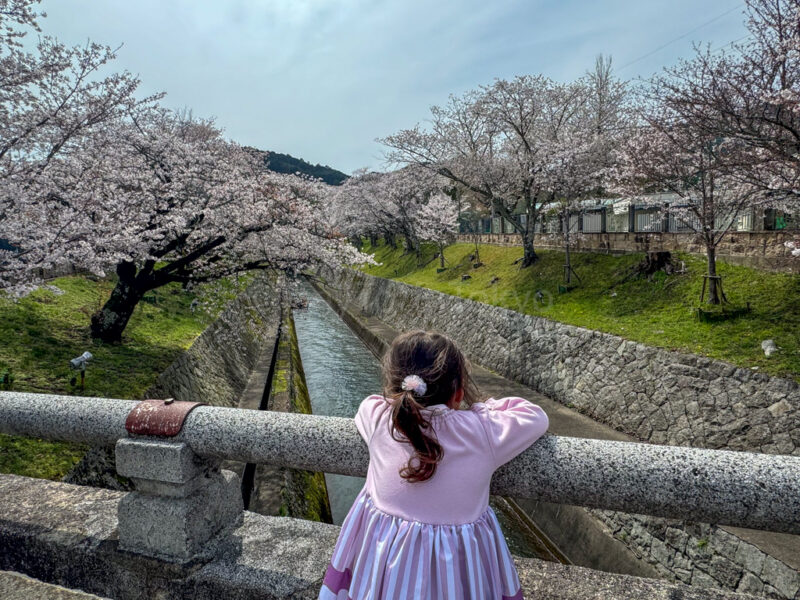A child looking at Lake Biwa First Canal in spring