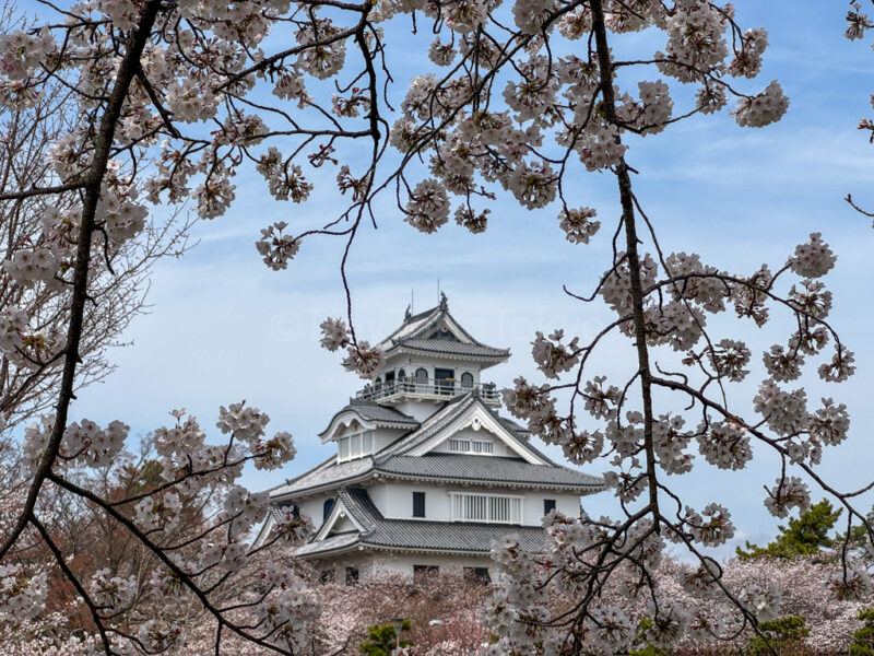 Nagahama Castle in spring with cherry blossoms in shiga 