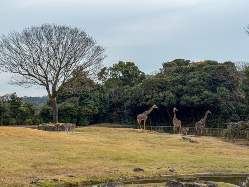giraffes at hirakawa zoo in kagoshima