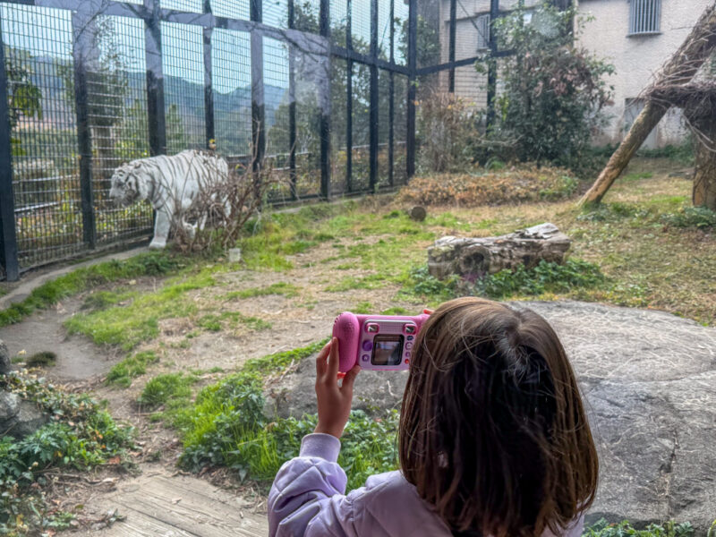 stressed tiger at hirakawa zoo in kagoshima
