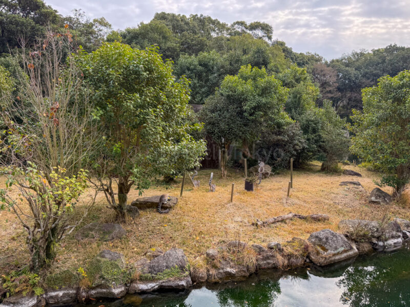 animals at hirakawa zoo in kagoshima