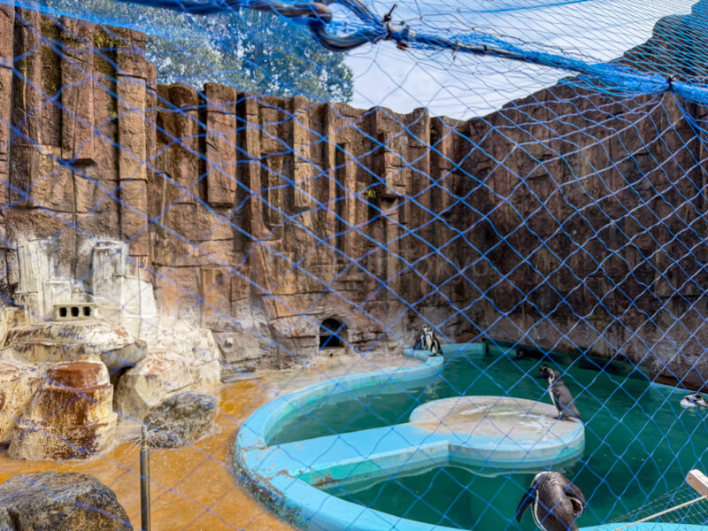 penguin enclosure at hirakawa zoo in kagoshima