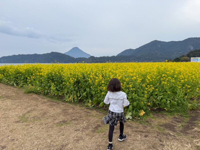 a child by some flowers near lake ikeda with mount kaimon in the distance