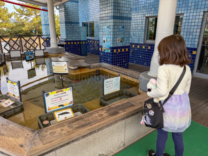 a child looking at a touchpool at Kagoshima City Aquarium