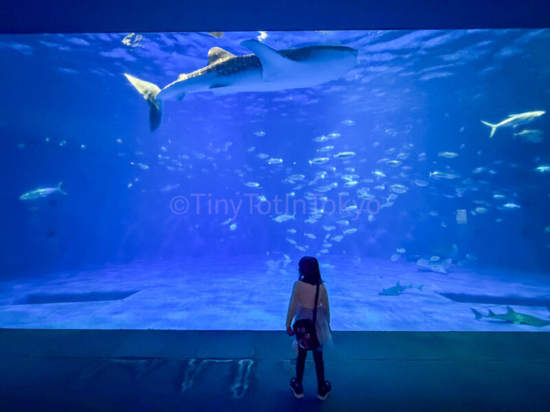 a child looking at a whale shark at Kagoshima City Aquarium