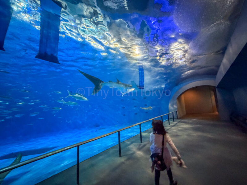 a child looking at a tank in kagoshima