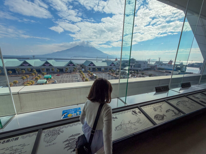 view of sakurajima from Kagoshima City Aquarium