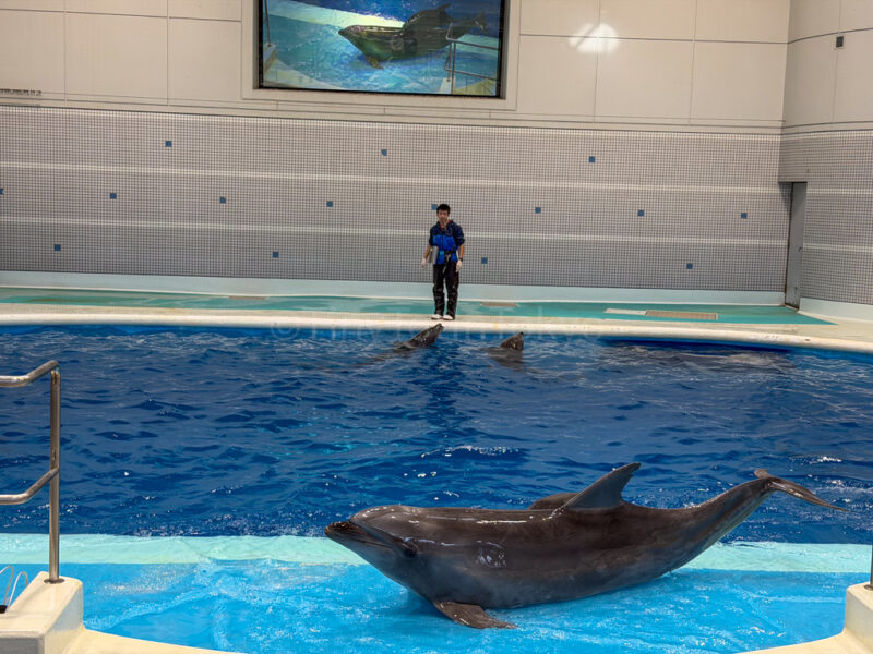 dolphin tank at Kagoshima City Aquarium