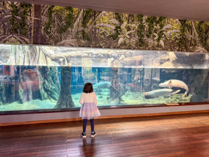 a child at Kagoshima City Aquarium