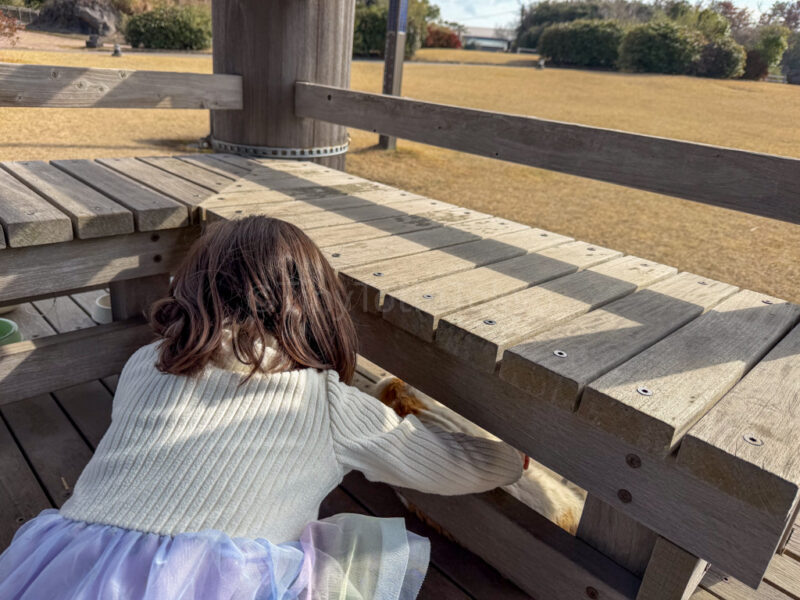 petting a cat at Sakurajima Yogan Nagisa Park