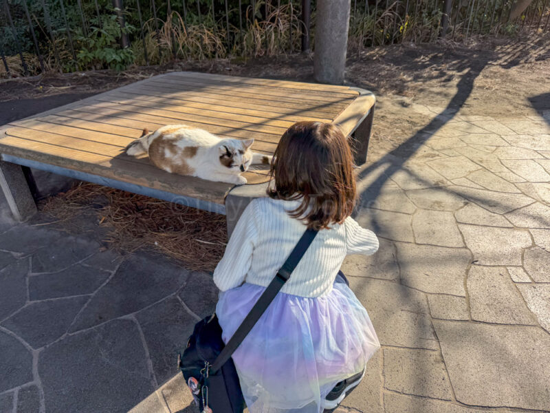 a child petting a cat at yunohira observation deck in sakurajima