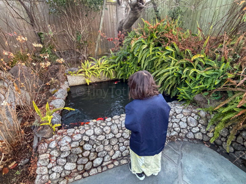 child looking at fish at Shikinoyado Meisui ryokan in Kagoshima