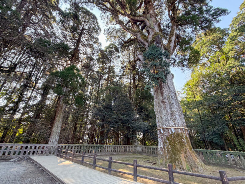 cedar tree at kirishima shrine in kagoshima
